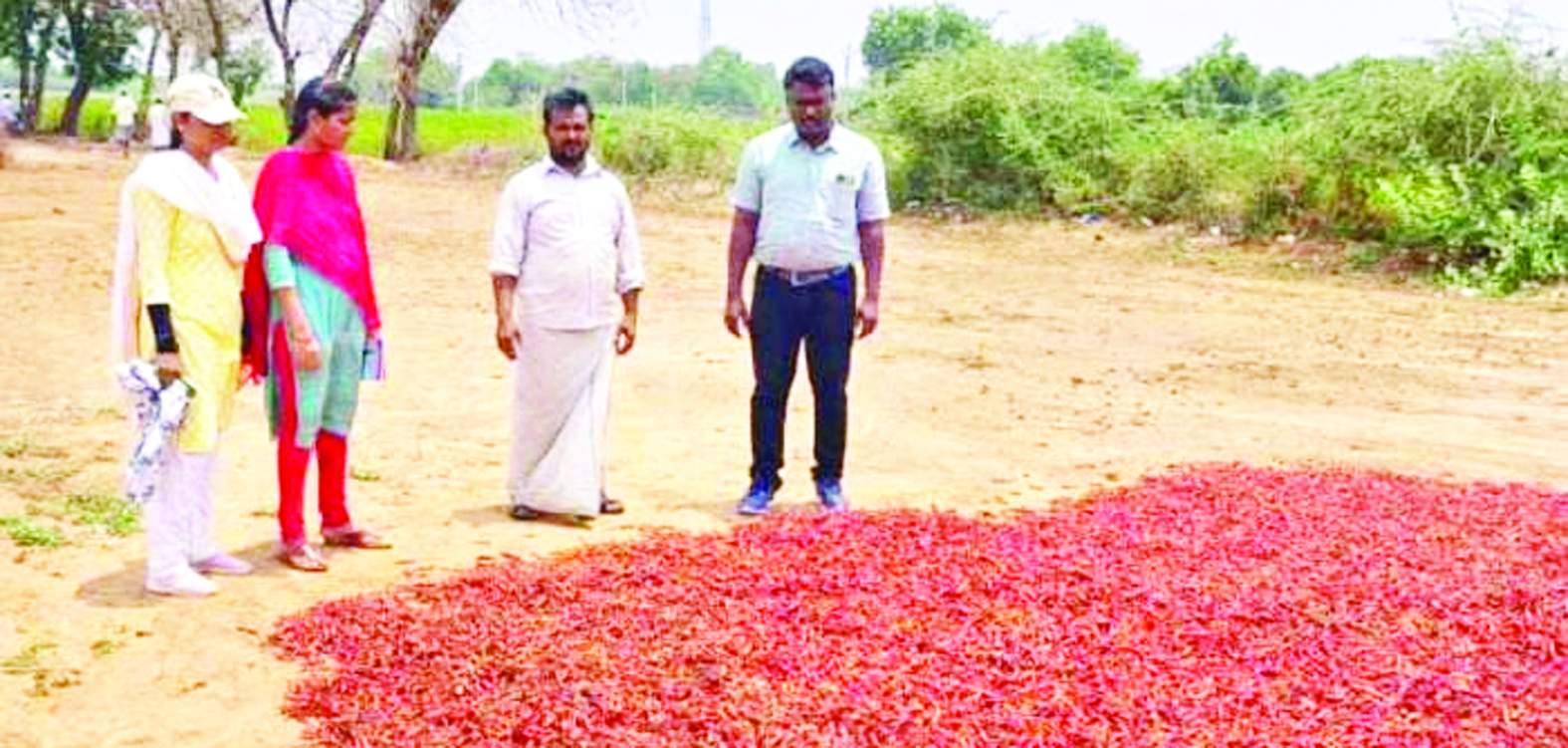 మిరపను పరిశీలిస్తున్న ఎఒ