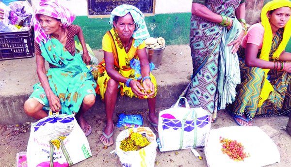  ప్రకృతి ప్రసాదం పాల పండ్లు