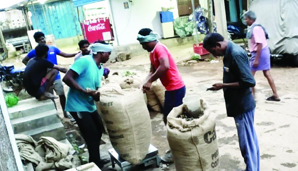 దళారుల చేతిలో మోసపోతున్న జీడి రైతులు