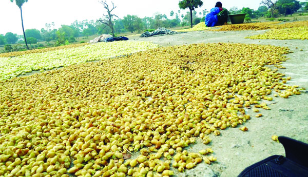 'విప్ప' ఎన్నో ప్రయోజనాలు