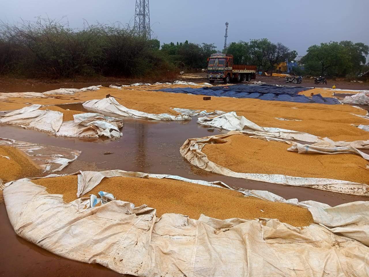 వర్షానికి తడిసిన మొక్కజొన్నధాన్యం