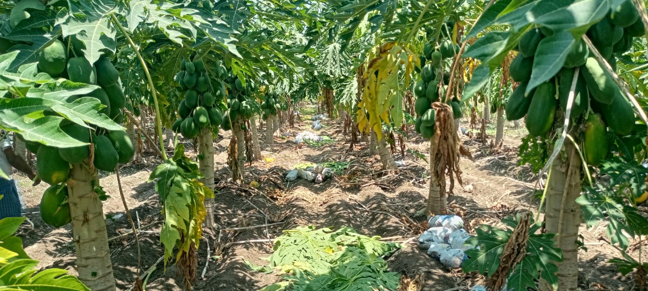  వైరస్‌ తెగులుతో దిగుబడి తగిన బొప్పాయి పంట.