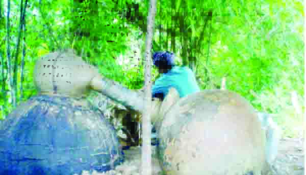 నాటు ..నాటు