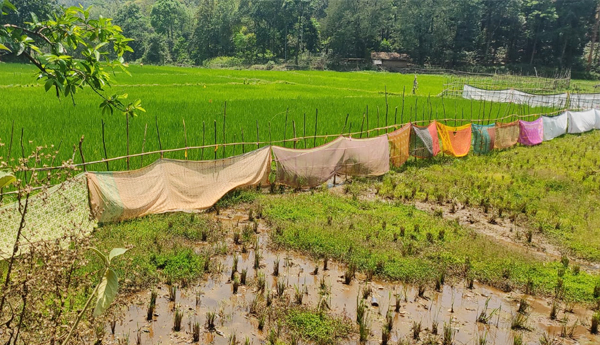 saries-to-green-crop-in-paderu