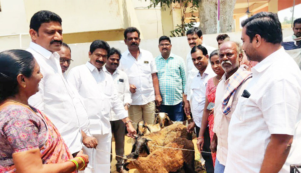 sheep-distribution-in-