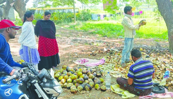 తాటి ముంజలకు గిరాకీ
