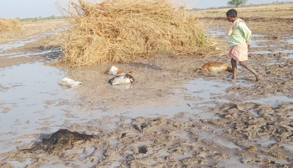 thunder-light-in-chippagiri