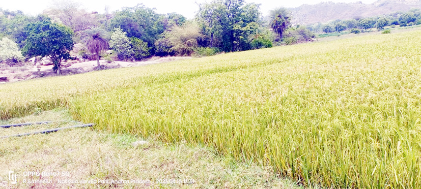 వరి కోతకు సన్నద్ధం