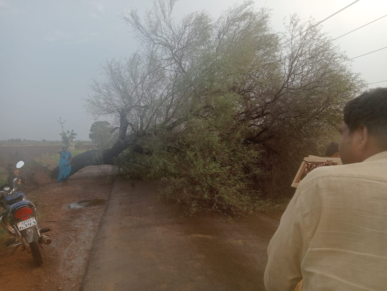 చెట్టు కూలి రహదారికి అడ్డంగా పడి ఉన్న దృశ్యం