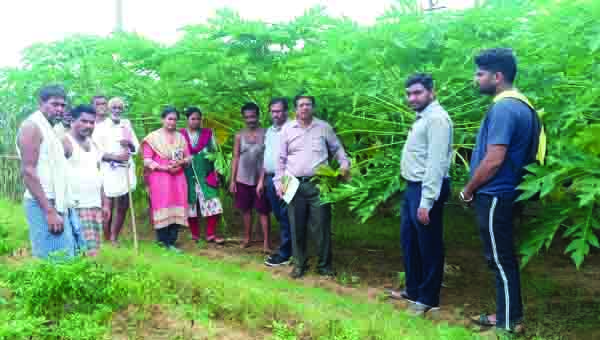 ఉద్యాన పంటల పరిశీలన