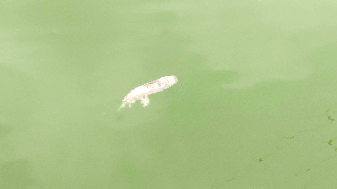 మంచినీటి చెరువులో చేపలు మృత్యువాత