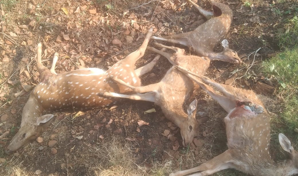 కుక్కల దాడిలో 4 దుప్పిలు మృతి