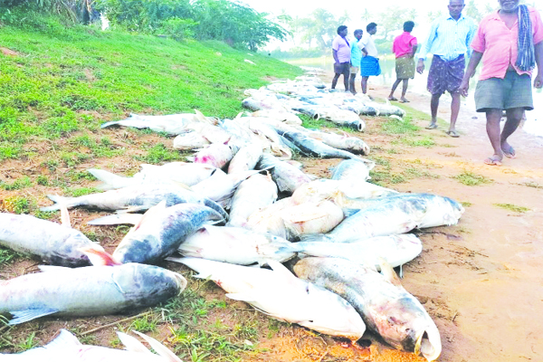 రాగమ్మ చెరువులో తేలిన చేపలు