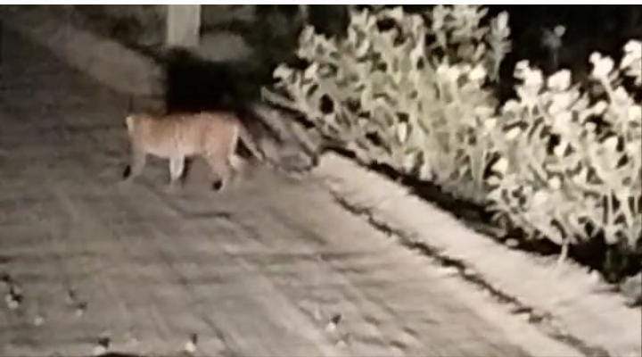 పోలవరం ప్రాజెక్టు పరిధిలో చిరుత కలకలం