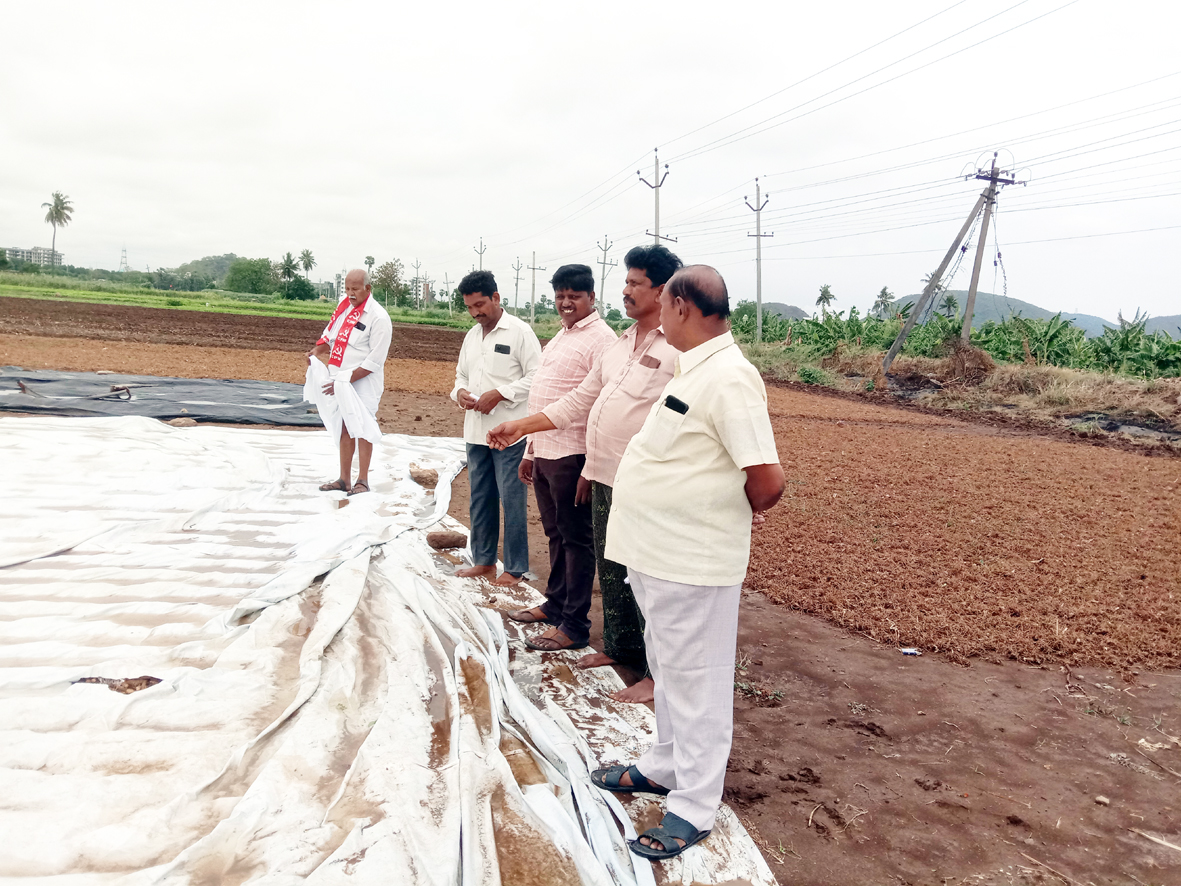 పసుపురైతులకు మరోసారినష్టం