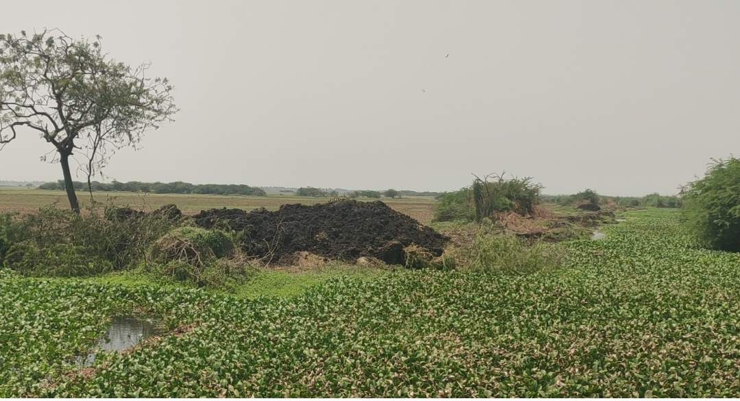 కొల్లేరులో గద్దలు..!