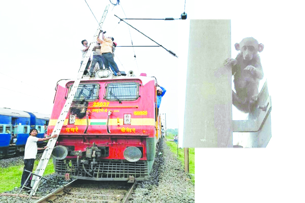   వానరం దూకడంతో తెగిపడిన విద్యుత్‌ తీగ