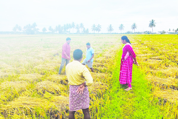 నిండా ముంచుత్ను వానలు