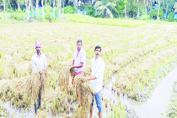 వర్షాలతో దెబ్బతిన్న పంటను ప్రభుత్వం కొనుగోలు చేయాలి