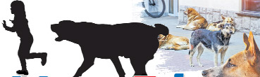 కుక్కలు బాబోయ్