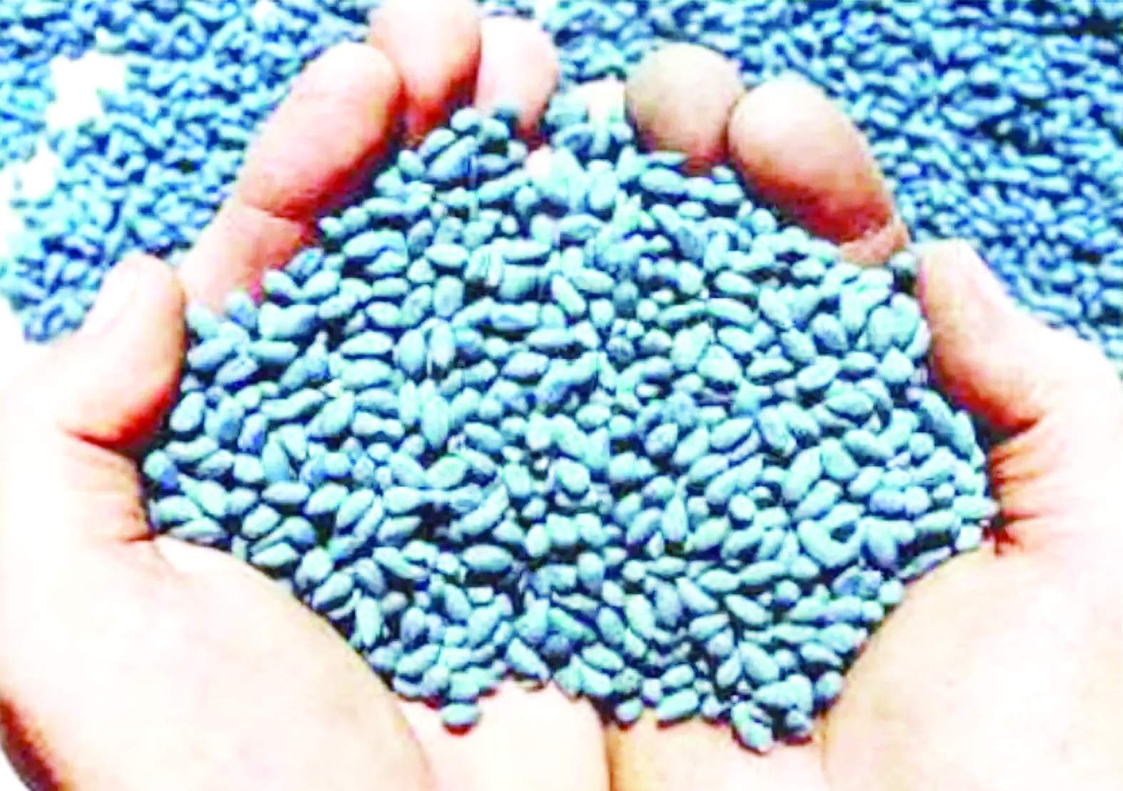 నకిలీ పత్తి విత్తనాలు