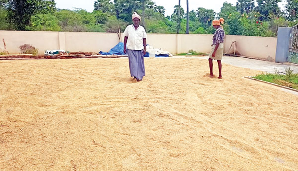 వరి రైతుల్లో ఆందోళన
