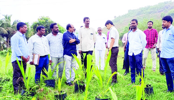 ఆయిల్‌ పామ్‌ సాగు పెంపునకు కృషి