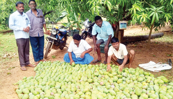  ఈదురు గాలులతో మామిడికి తీవ్ర నష్టం