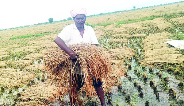 చి'వరి' పాట్లు