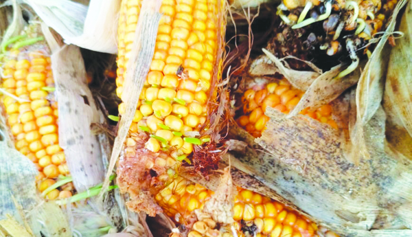 రబీ పంట వర్షార్పణం.. మొక్కజొన్నకు మొలకలు