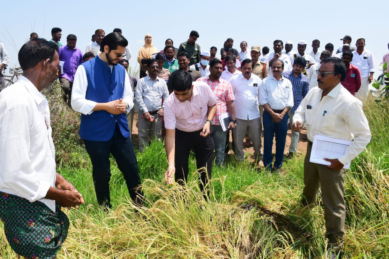 అకాల వర్షాలకు పడిపోయిన వరి పేర్లను పరిశీలిస్తున్న కోన శశిధర్‌ జిల్లా కలెక్టర్‌ సామూన్‌