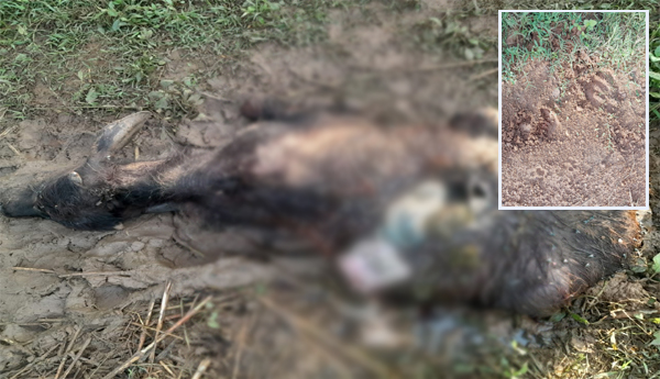 Animal-attack-on-livestock-Calf-died