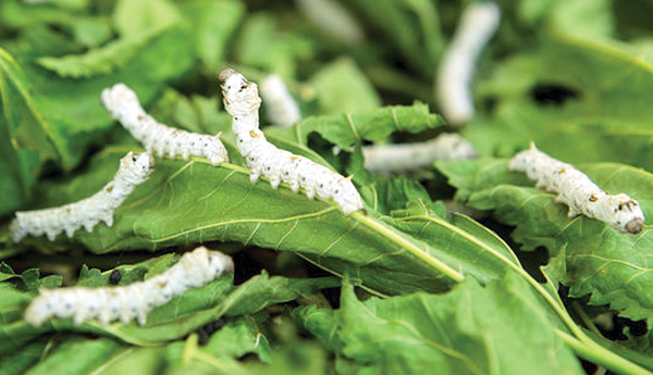 cotton-crop-problems