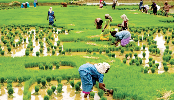 family-farming-for-food-security-article-by-venugopalarao