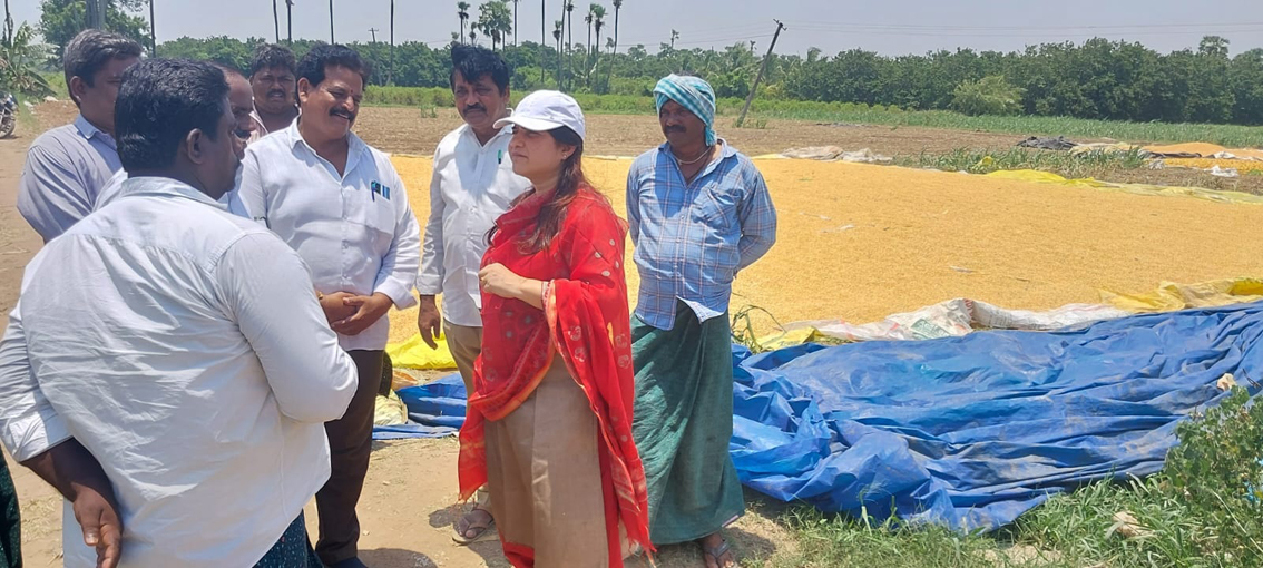 పాడైన మొక్కజొన్న కొనడం లేదు