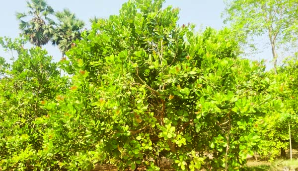 జీడిమామిడి సాగు రైతులకు తీవ్ర నష్టాలు