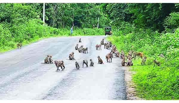 కోతుల స్వైర విహారం