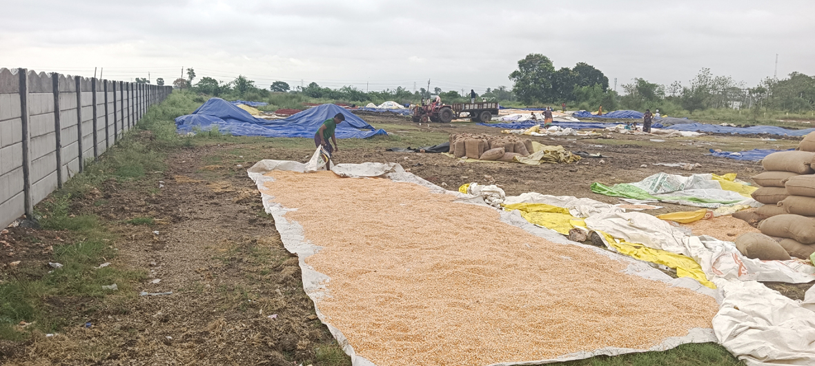 రైతును ముంచిన వాన