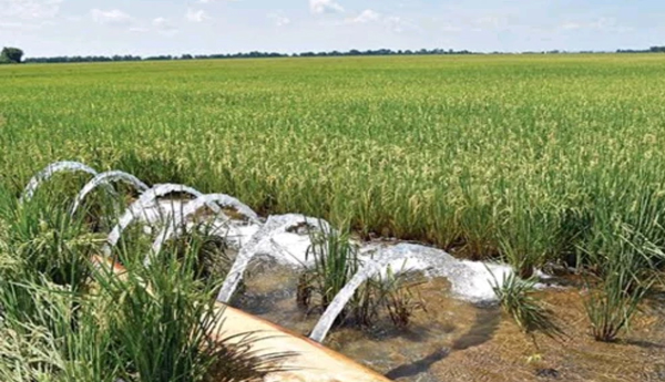 Invention-of-water-pea-crop