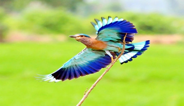 Palapitta-Story-Competition-Results