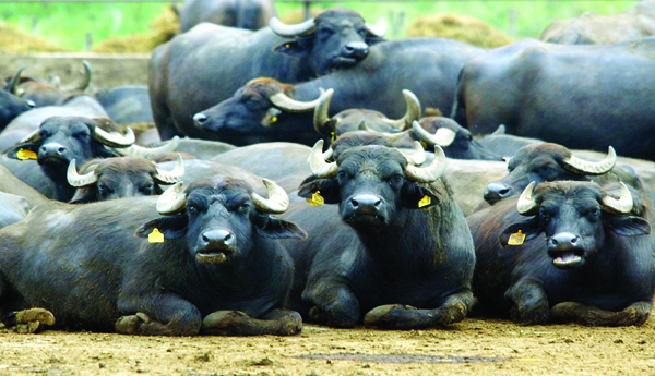Apathy-on-livestock-insurance