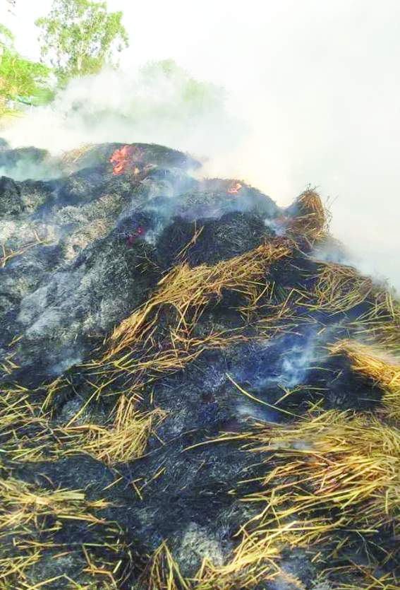 దగ్ధమవుతున్న గడ్డివామి