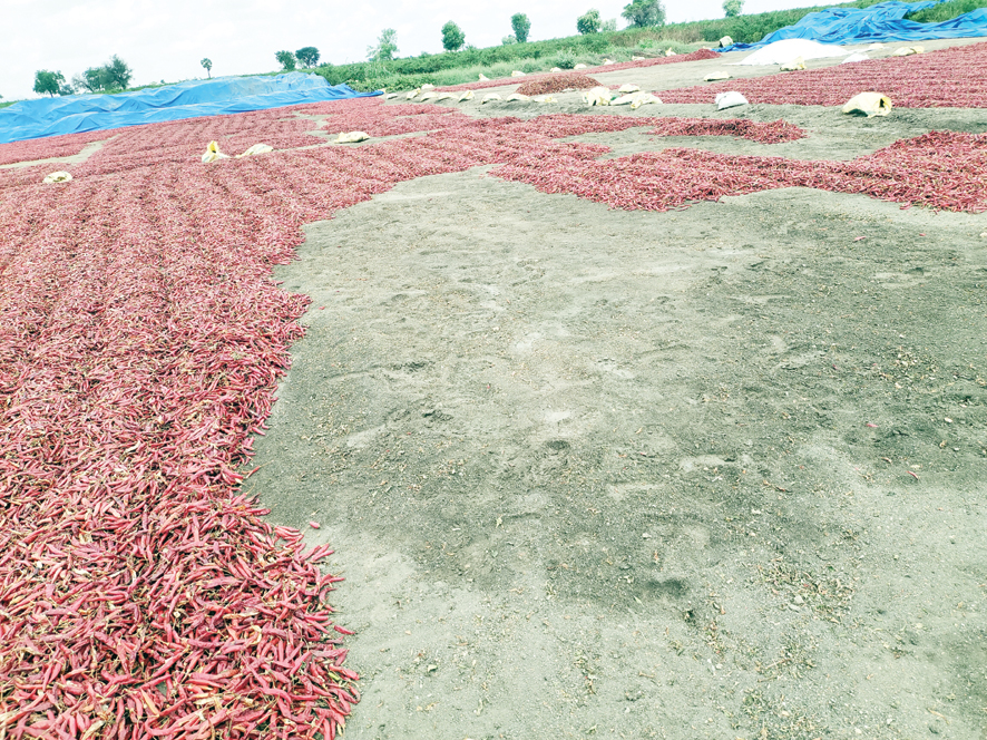 మిర్చి రైతు కుదేలు