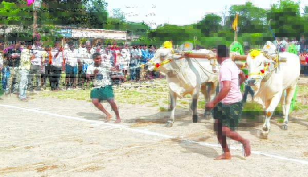 ఎడ్ల బండ లాగుడు పోటీలు ప్రారంభం