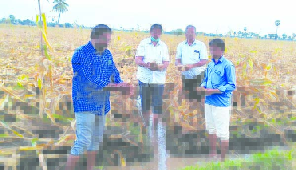 మొక్కజొన్న రైతులు అప్రమత్తంగా ఉండాలి
