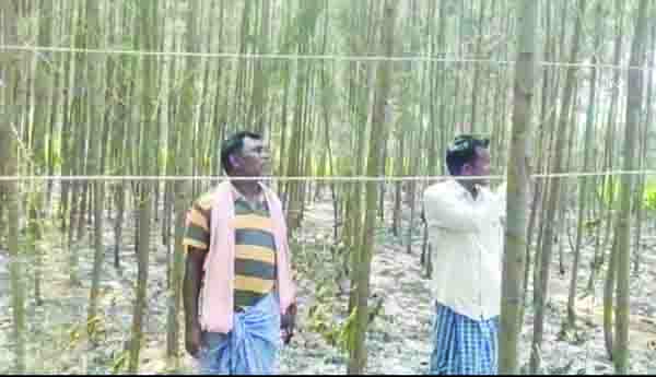 సరుగుడు తోట దగ్ధం
