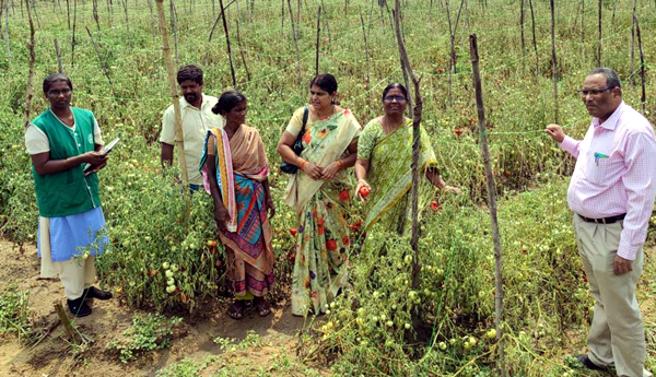 /Observation-of-crop-damage-at-field-level