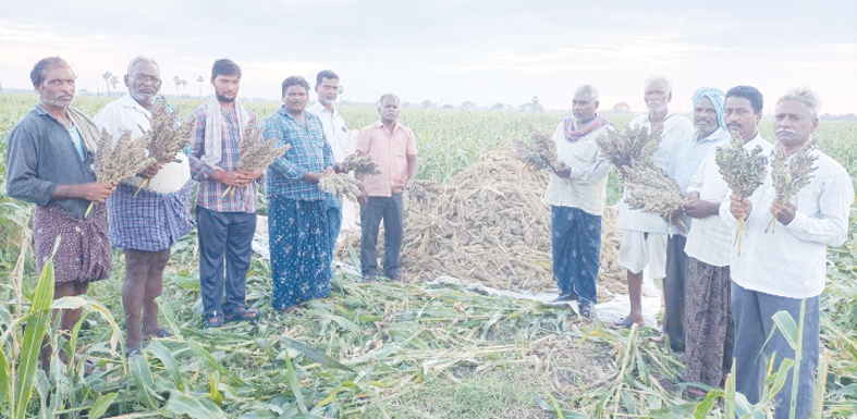 తెనాలి రూరల్‌ పరిధిలో పోలాలను పరిశీలిస్తున్న ములకా సాంబిరెడ్డి తదితరులు