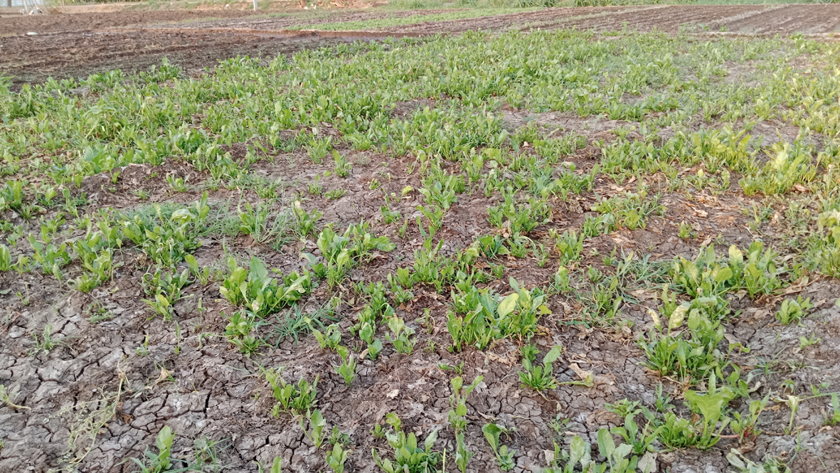 పొలంలోనే మాడుతున్న ఆకుకూరలు