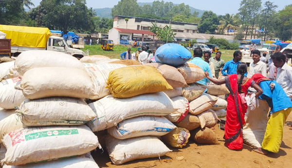 turmaric-farmers-problems-in-peda-bayalu